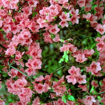 Pink azaleas on bush