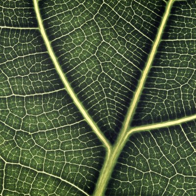 Fiddle Leaf Fig