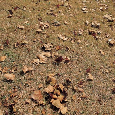 Dried leaves and grass