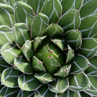 Cactus, close-up