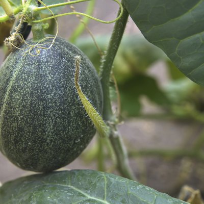 Growing cantaloupe in a garden