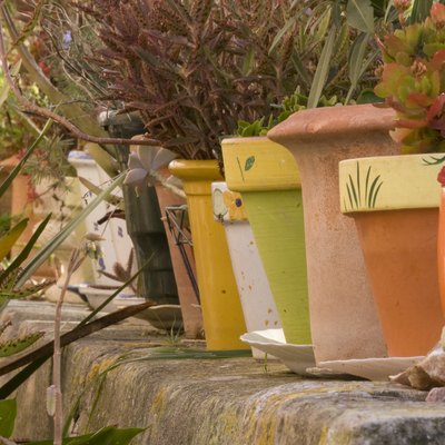 Plants in pots