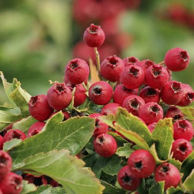 Fruits of pyracantha coccinea