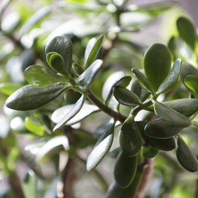 Money tree