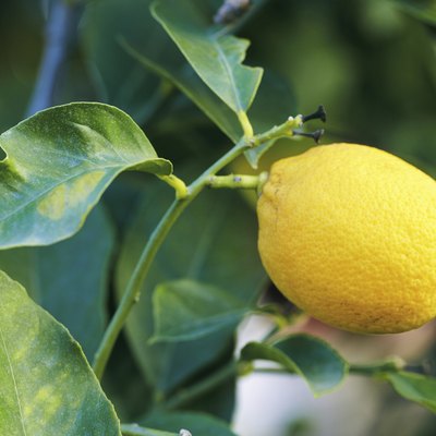 lemon
