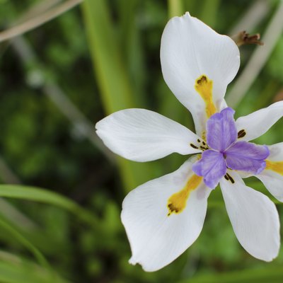 Dietes Grandiflora (Wild Iris)