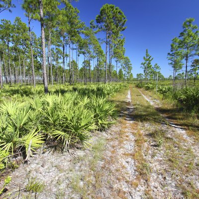 Pine Flatwoods in Florida