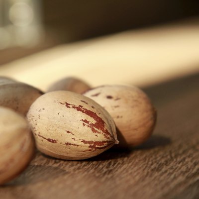 Pecan Nuts close up