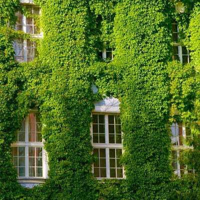 Green Virginia creeper around windows