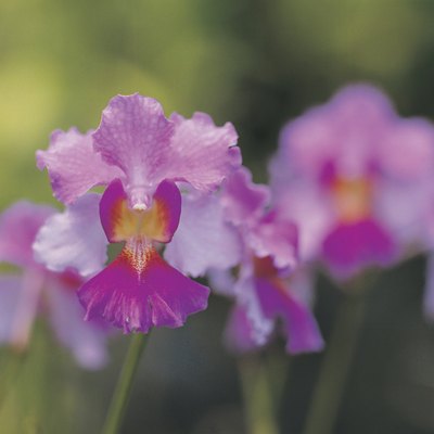 Orchid, Hawaii
