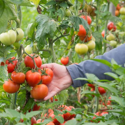 tomato greenhouse