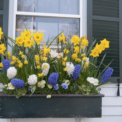Window box of spring flowers