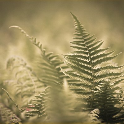 Autumn Fern, Japanese Wood Fern or Copper Shield Fern (Dryopteri