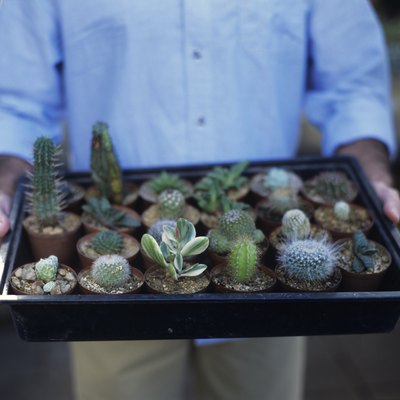 Man holding tray of cacti, close up, mid section