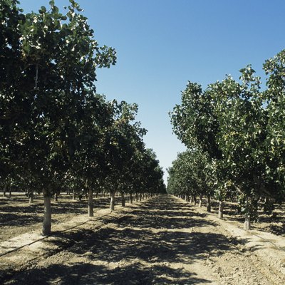 Pistachio orchard, late Spring