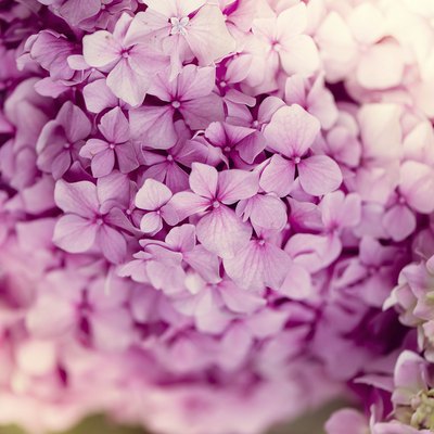 Nice closeup of hydrangea with light effect