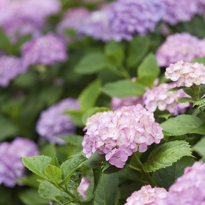 Flowers of hydrangea