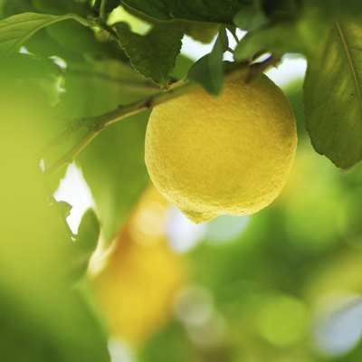 Lemon close up
