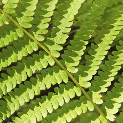 Ostrich Fern Leaf Close-up