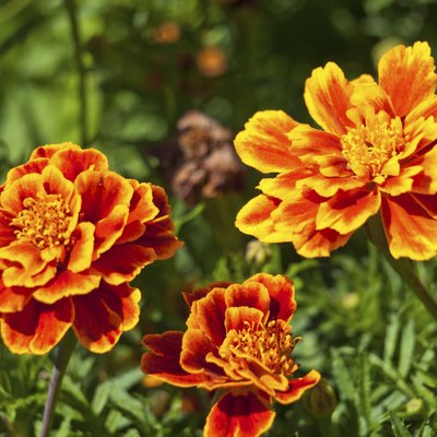 marigold flower background