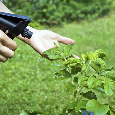 Woman gardening and spraying a flower