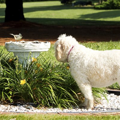 Dog Watching Bird