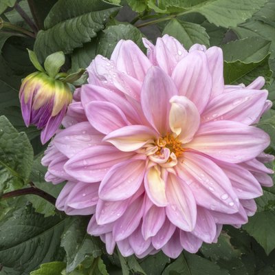Paeonia lactiflora