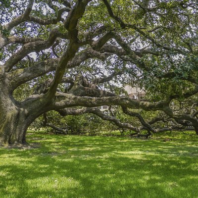 Oak Tree