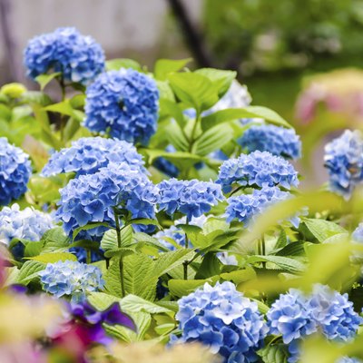 Blue hydrangea in the garden