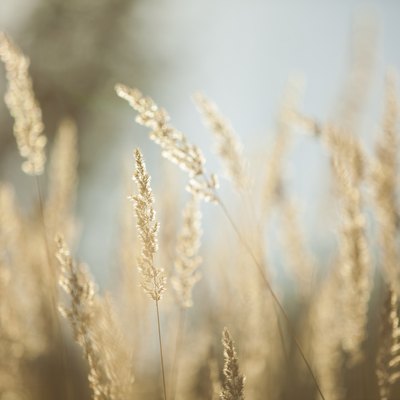 Rye Grass