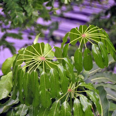 Queensland Umbrella Tree (Schefflera actinophylla)