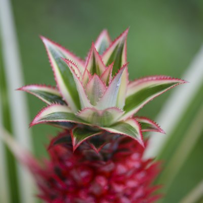 Pineapple plant close-up