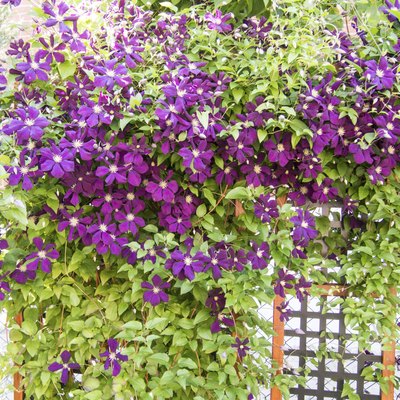 Jackmanii Clematis in bloom