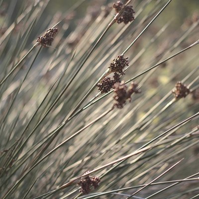 Close up of rushes