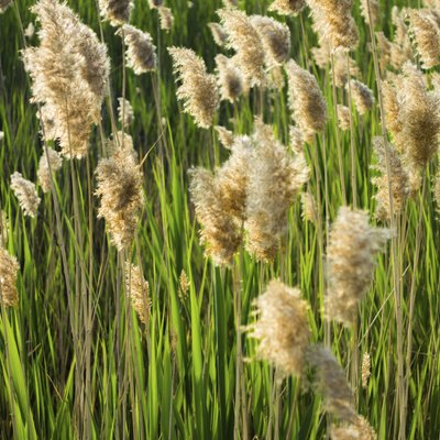 Reed in backlight