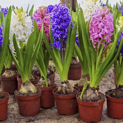 Hyacinth flowers