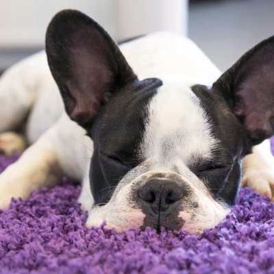 Sleeping French bulldog puppy