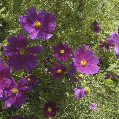 Purple pansies