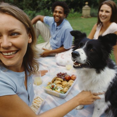 two young couples enjoying a picnic on the grass with their dog