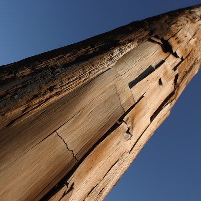 Tall tree trunk with peeling bark