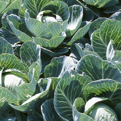 Cabbage plants