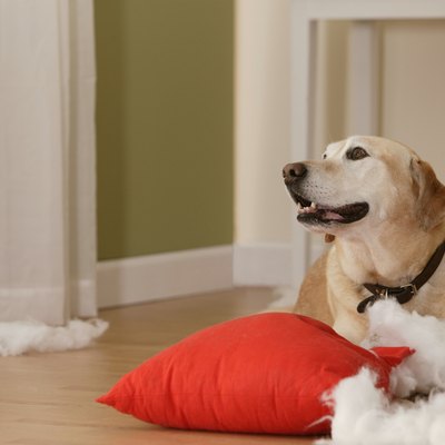 Dog tearing stuffing out of a pillow