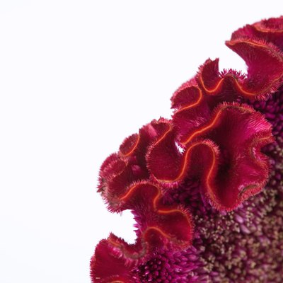 Celosia