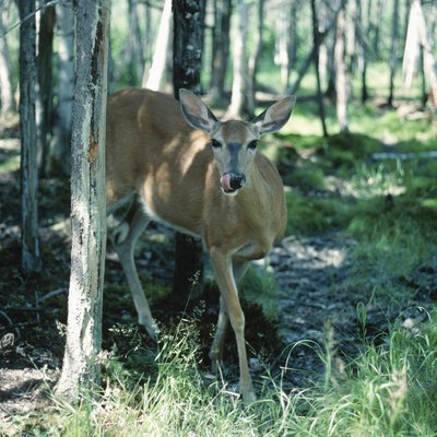 Deer in woods , Quebec , Canada