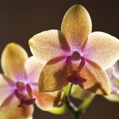 Backlit orchids