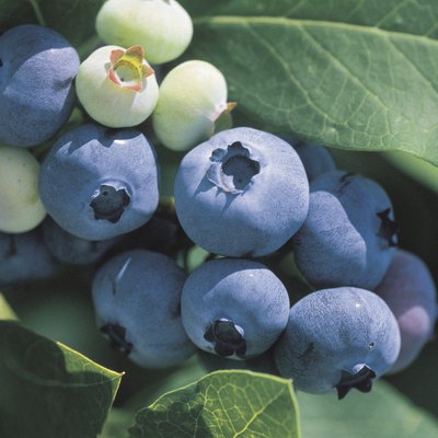 Blueberries