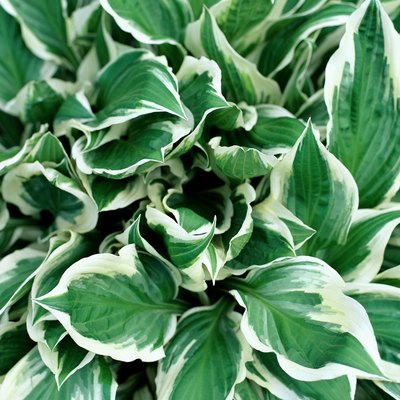 A close-up of a hosta plant