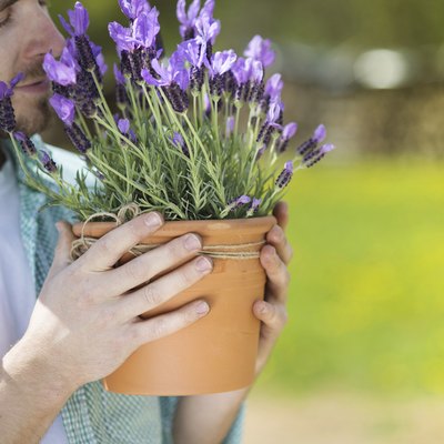 Gardener with lavender
