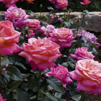 Pink Garden Roses