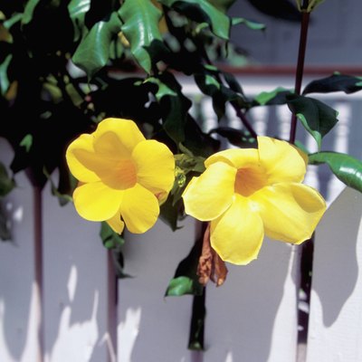 Allamanda flowers on a white fence, Key West, Florida, USA